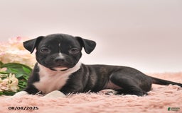 Boston Terrier dogs for sale: Shannon - Image 5