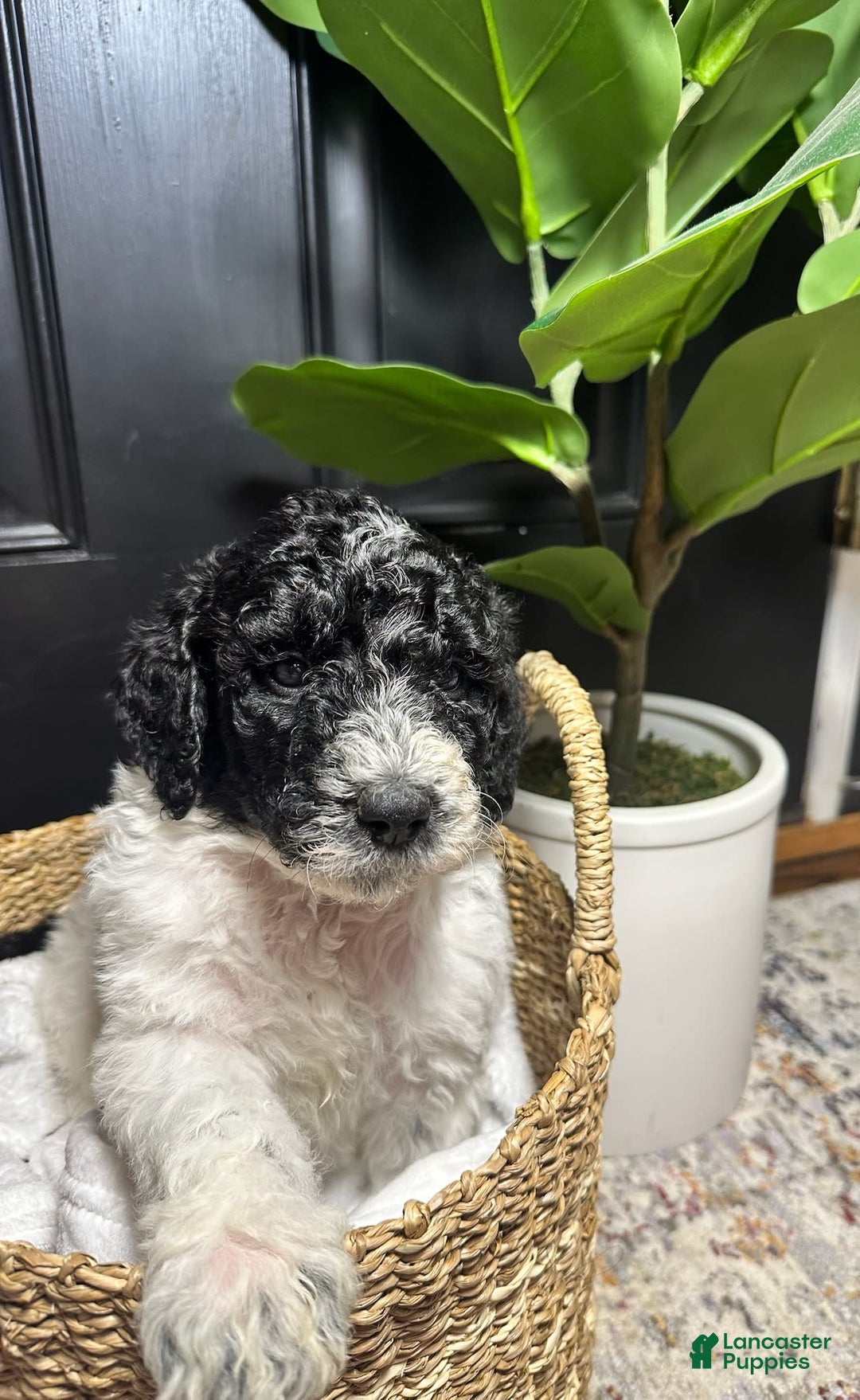 Standard Poodle dogs for sale: Queen - Image 1