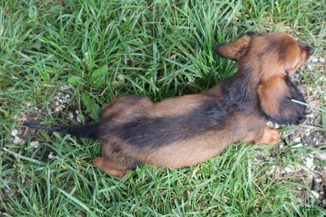 Miniature Dachshund dogs for sale: Dash - Image 5