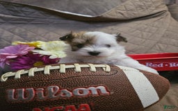 Yorkshire Terrier dogs for sale: Romeo - Image 5