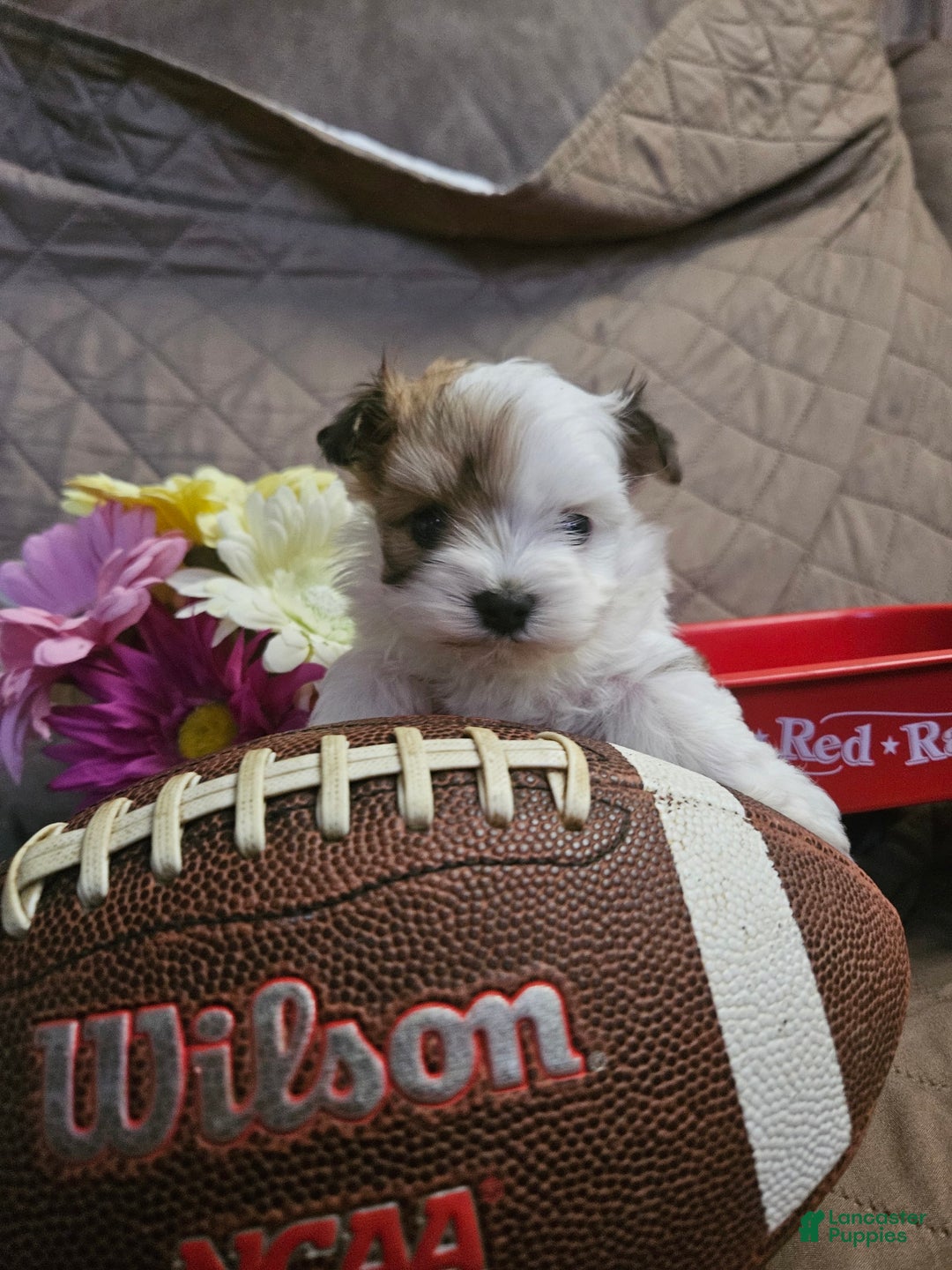 Yorkshire Terrier dogs for sale: Romeo - Image 5