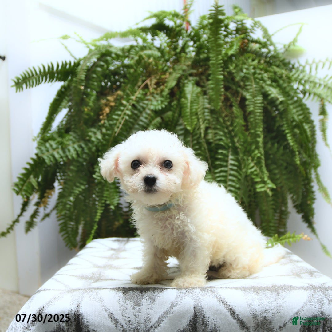 Bichon Frise dogs for sale: Zack - Image 3