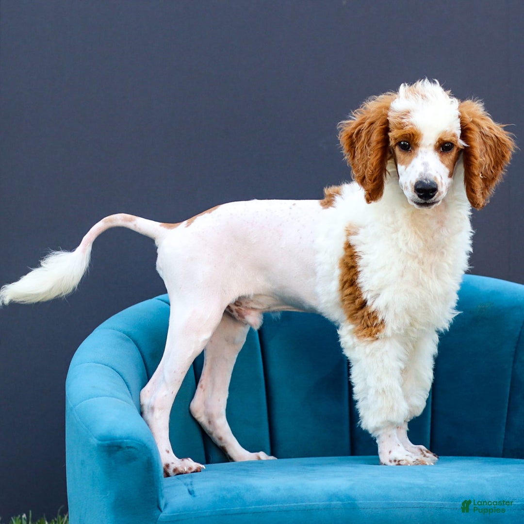 Standard Poodle dogs for sale: Rail - Image 6
