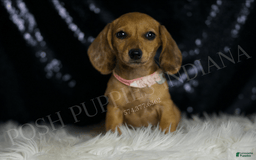 Miniature Dachshund dogs for sale: Meeka - Image 6