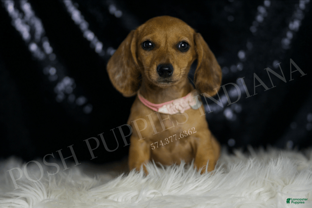 Miniature Dachshund dogs for sale: Meeka - Image 6