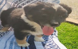 Australian Shepherd dogs for sale: Sophie - Image 5