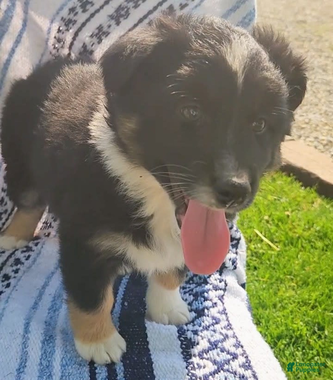 Australian Shepherd dogs for sale: Sophie - Image 5