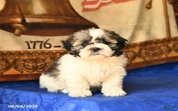 Shih Tzu dogs for sale: Buddy - Image 4