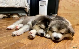 Alaskan Malamute dogs for sale: Tundra - Image 8