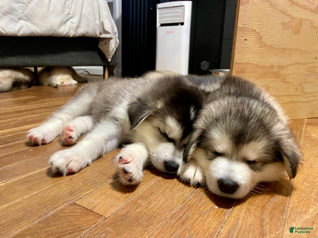 Alaskan Malamute dogs for sale: Tundra - Image 8