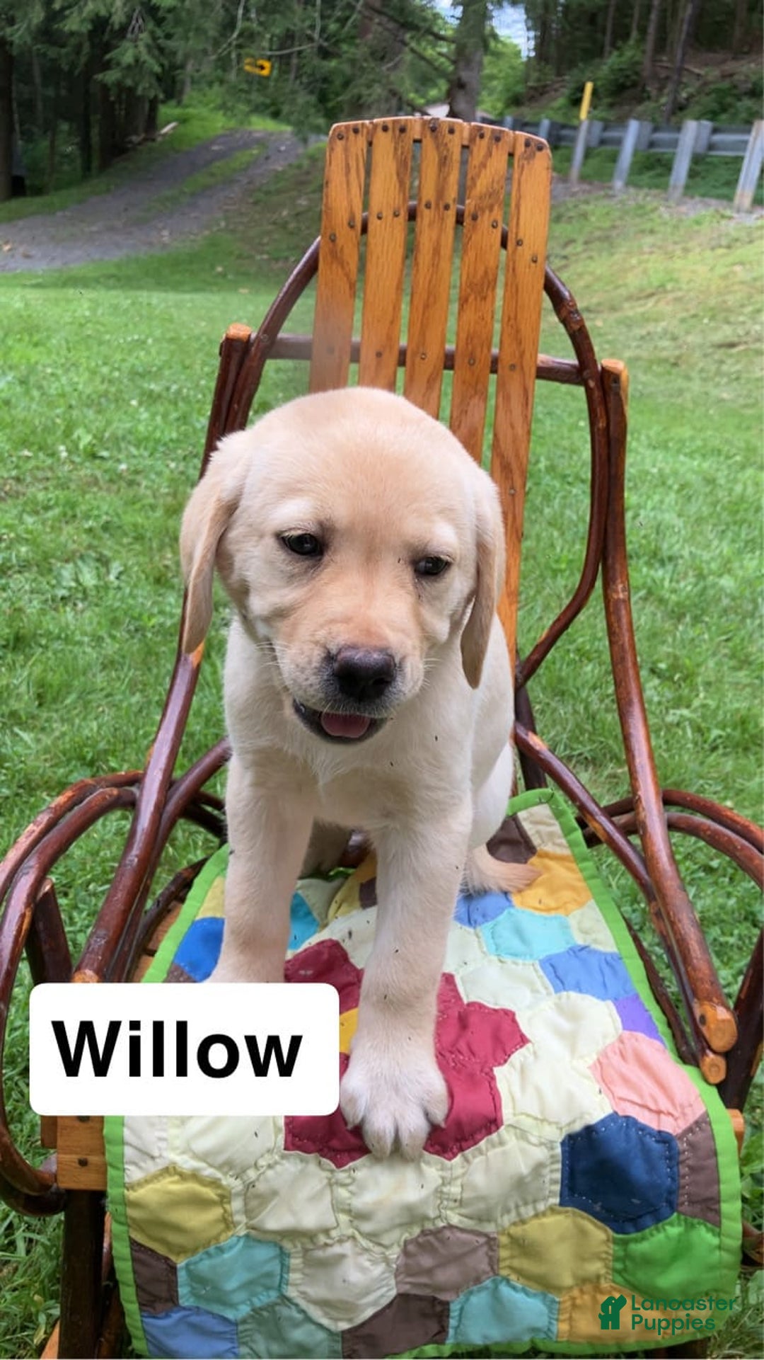 Labrador Retriever dogs for sale: Willow - Image 1