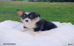 Welsh Corgi Pembroke dogs for sale: Rachelle - Image 2