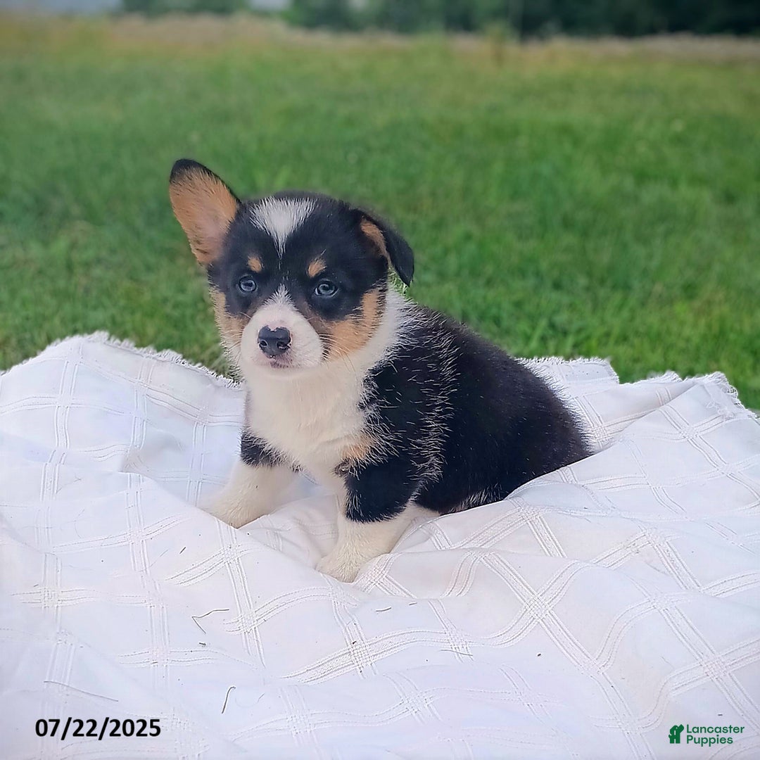 Welsh Corgi Pembroke dogs for sale: Rachelle - Image 2