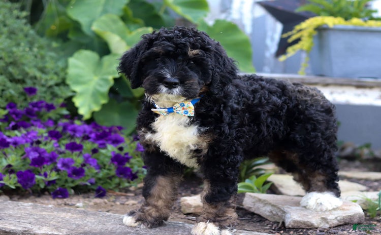 Bernedoodle dogs for sale - Ad 4
