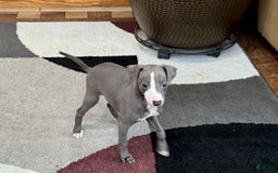 Italian Greyhound dogs for sale: Joey - Image 10