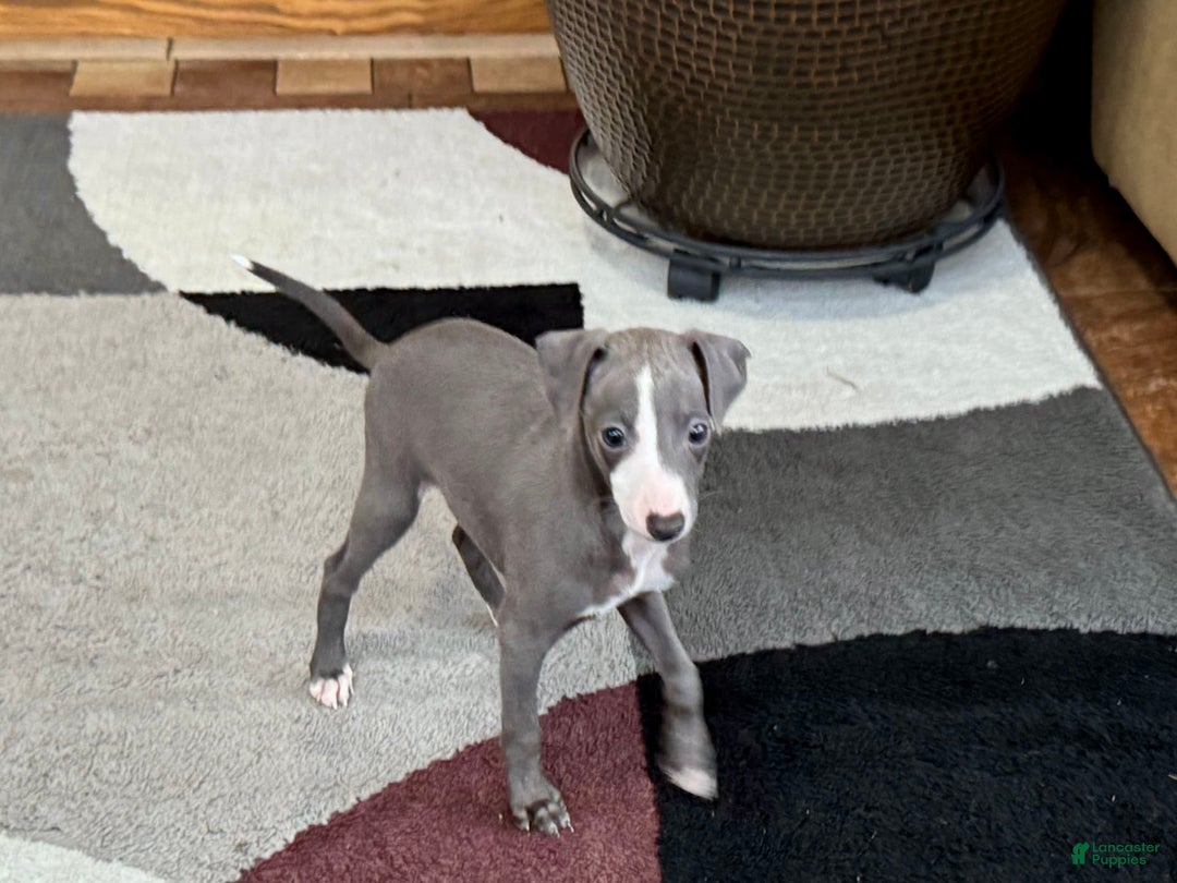 Italian Greyhound dogs for sale: Joey - Image 10