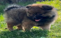 Pomeranian dogs for sale: Remi - Image 7