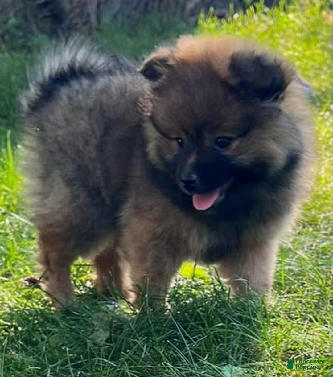 Pomeranian dogs for sale: Remi - Image 7