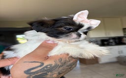 Shih Tzu dogs for sale: Jill - Image 4