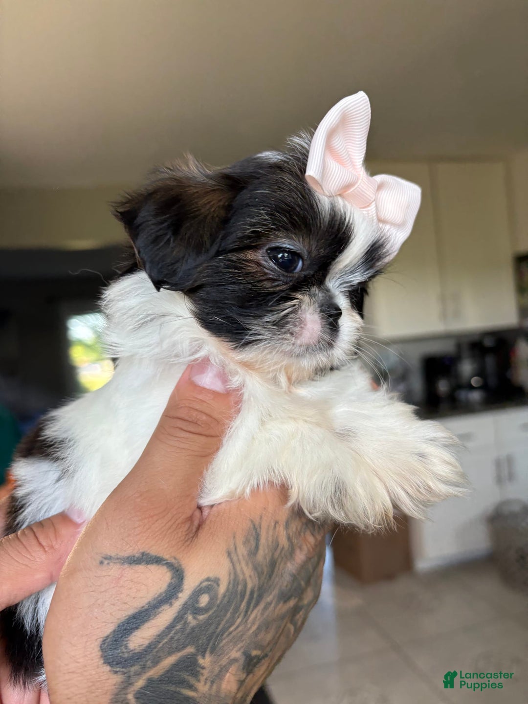 Shih Tzu dogs for sale: Jill - Image 4