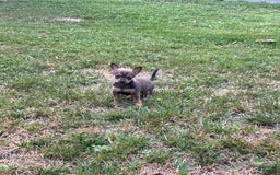 Chihuahua dogs for sale: Reggie - Image 10