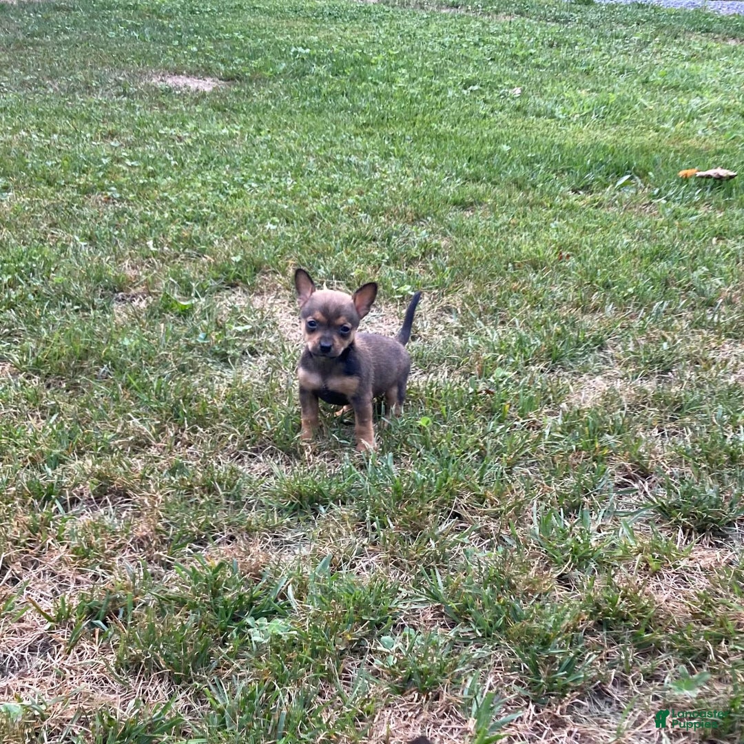Chihuahua dogs for sale: Reggie - Image 10