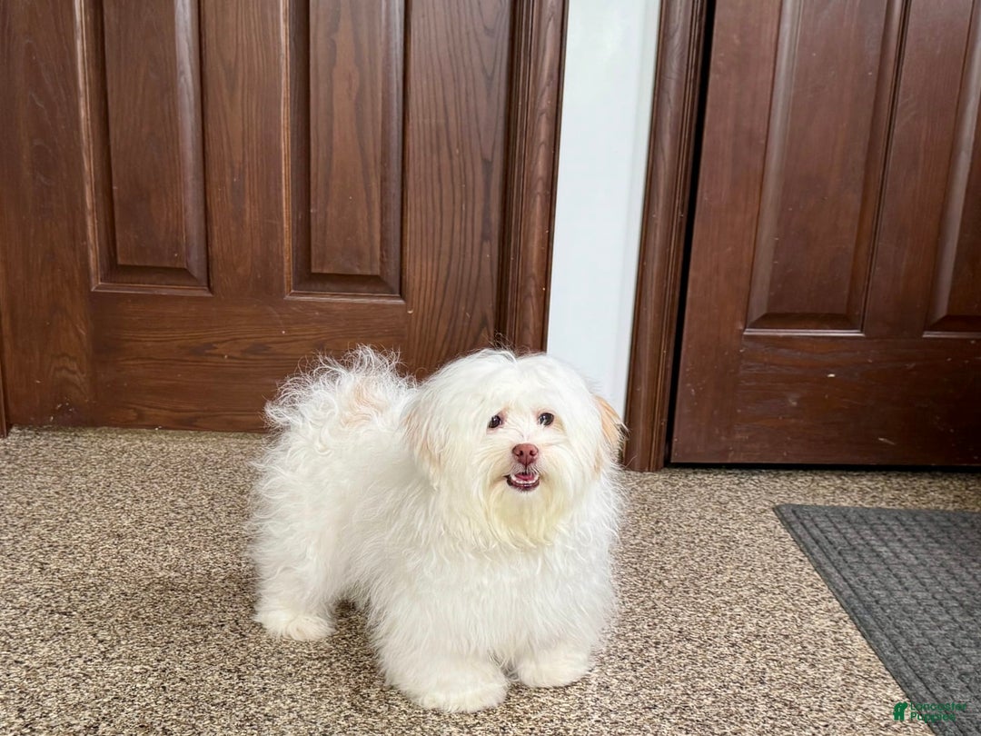 Lhasa Apso dogs for sale: Honey - Image 2