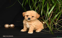 Teddy Bear dogs for sale: Ross - Image 1