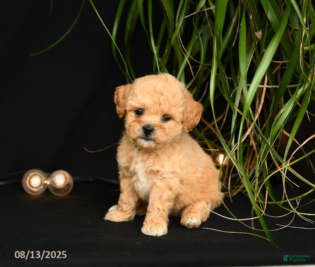Teddy Bear dogs for sale: Ross - Image 1