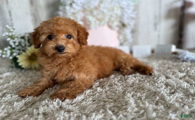 Toy Poodle dogs for sale - Ad 1