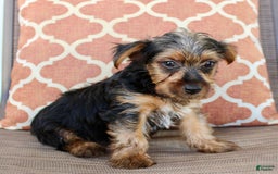 Yorkshire Terrier dogs for sale: Gary - Image 4