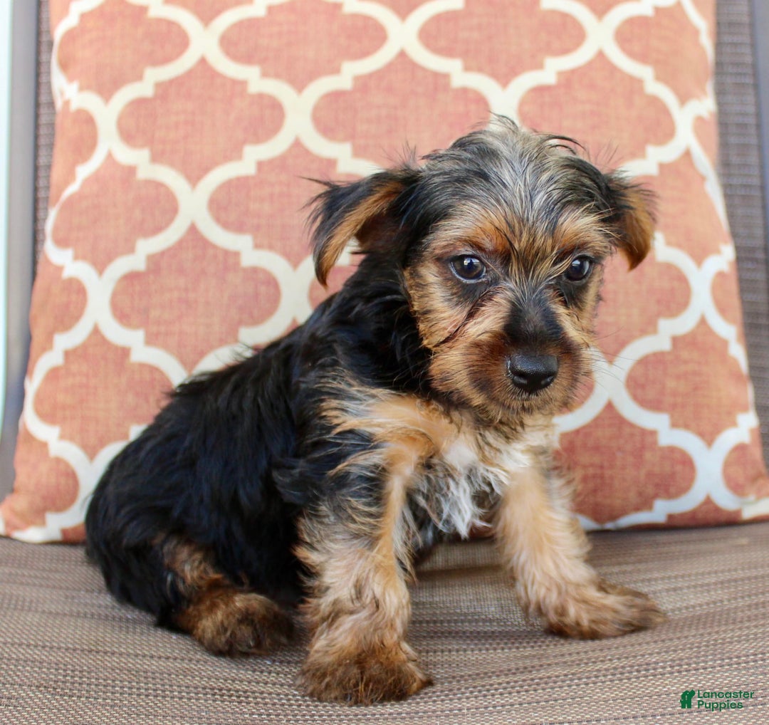 Yorkshire Terrier dogs for sale: Gary - Image 4
