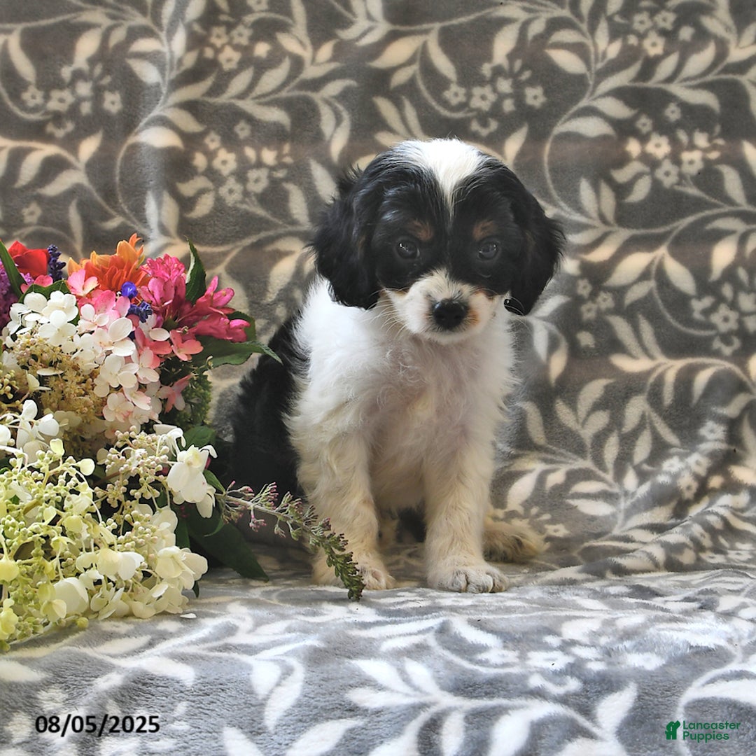 Cavapoo dogs for sale: Bingo - Image 1