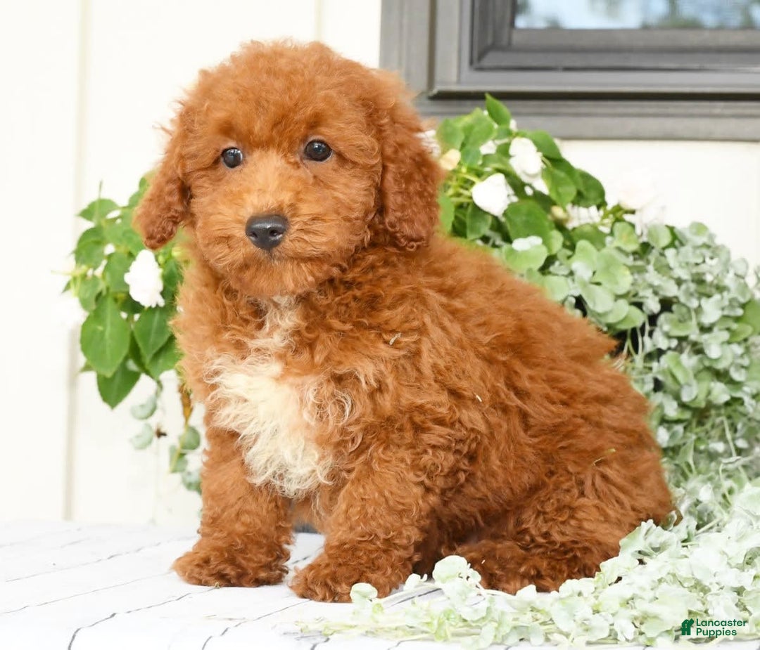 Cavapoo dogs for sale: Finn - Image 4