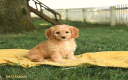 Cockapoo dogs for sale: Tom Sawyer - Image 1