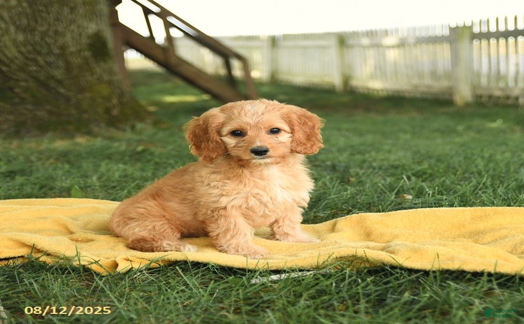 Cockapoo dogs for sale - Ad 2