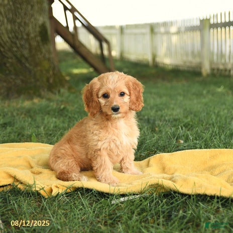 Cockapoo dogs for sale - Ad 2