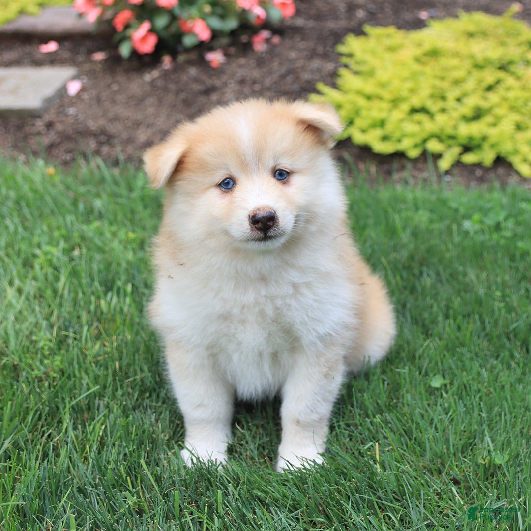 Pomsky dogs for sale: Hero - Image 4