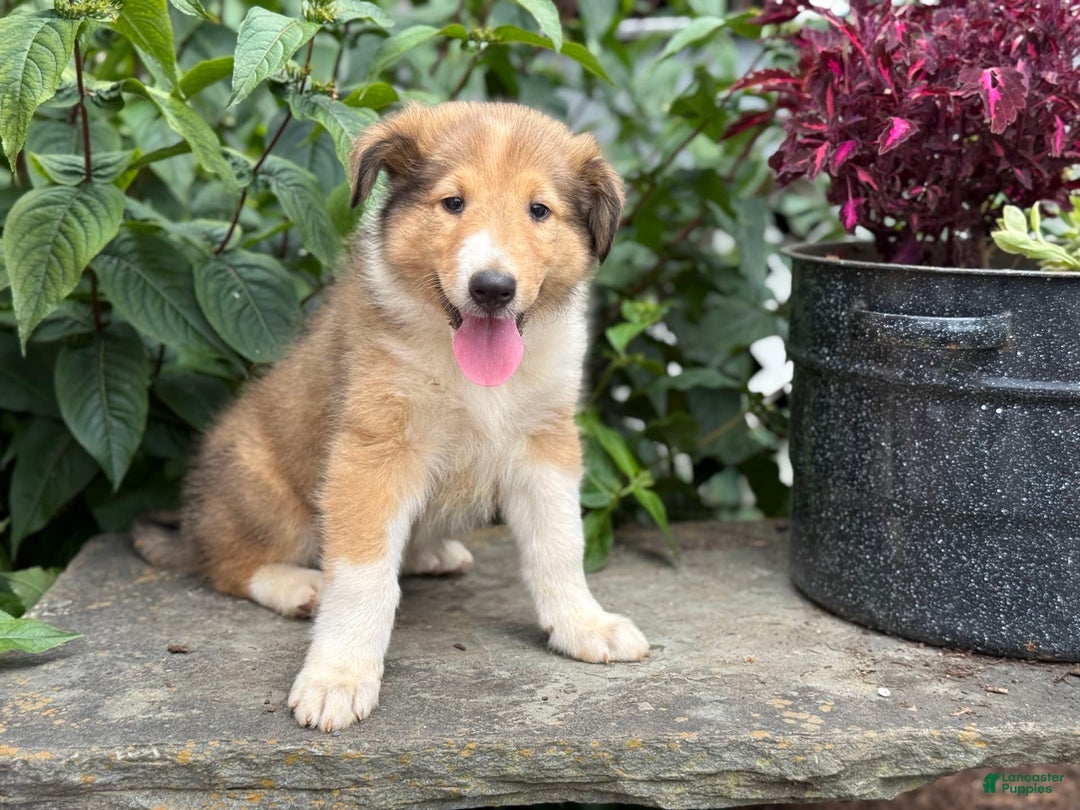 Collie dogs for sale: Amora - Image 8