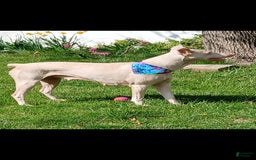 Doberman Pinscher dogs for sale: Pink Collar - Image 8