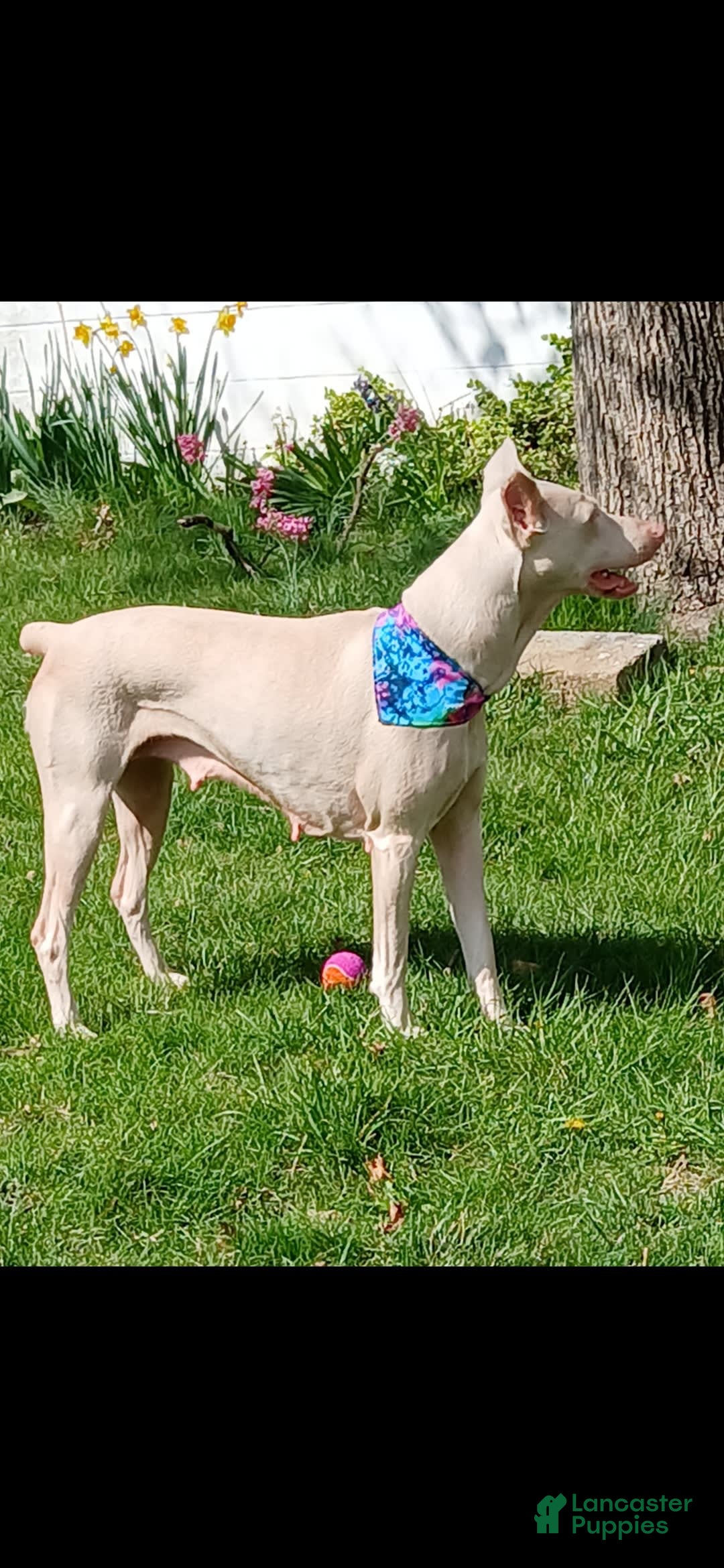 Doberman Pinscher dogs for sale: Pink Collar - Image 8