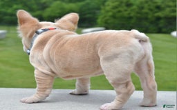 French Bulldog dogs for sale: Rayna Big Rope Velvet Fluffy - Image 60