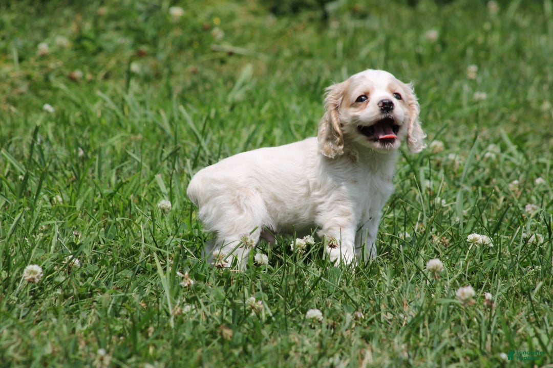 Cocker Spaniel dogs for sale: Austin - Image 2