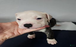 American Bulldog dogs for sale: Female 5 - Image 2
