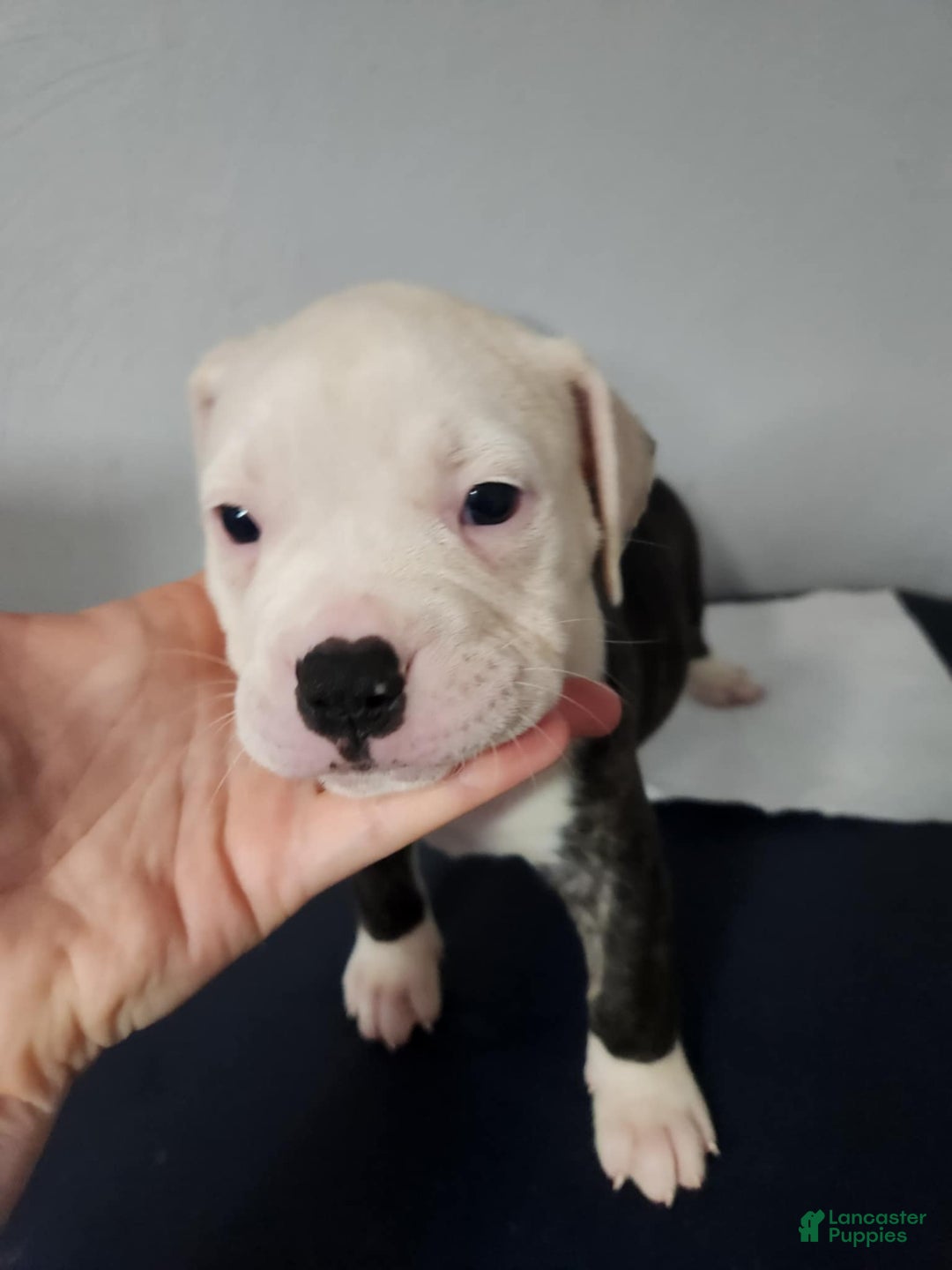 American Bulldog dogs for sale: Female 5 - Image 2