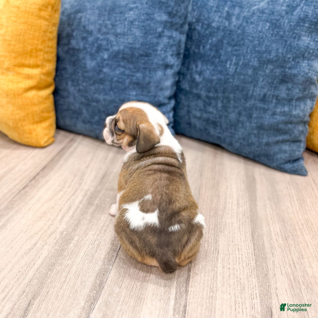 Beabull dogs for sale: Destiney - Image 3