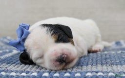 Mini Bernedoodle dogs for sale: Lennon - Image 3