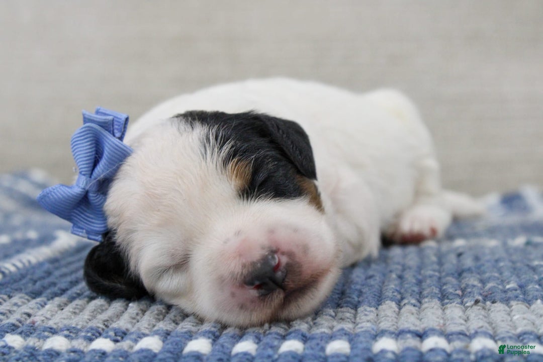 Mini Bernedoodle dogs for sale: Lennon - Image 3