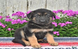 German Shepherd dogs for sale: Kelsey - Image 4