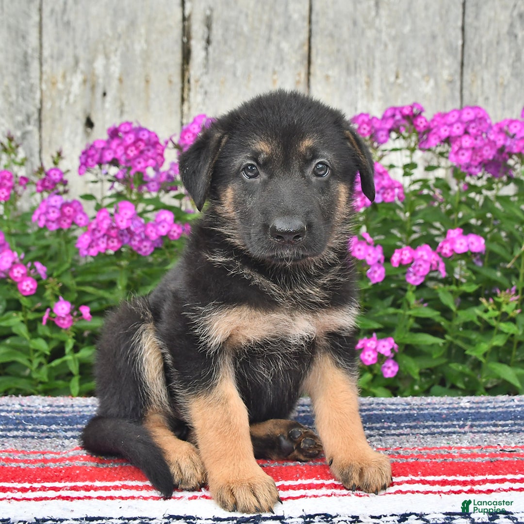 German Shepherd dogs for sale: Kelsey - Image 4